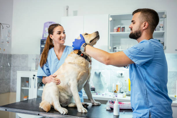 istock Veterinarian life 1179579208