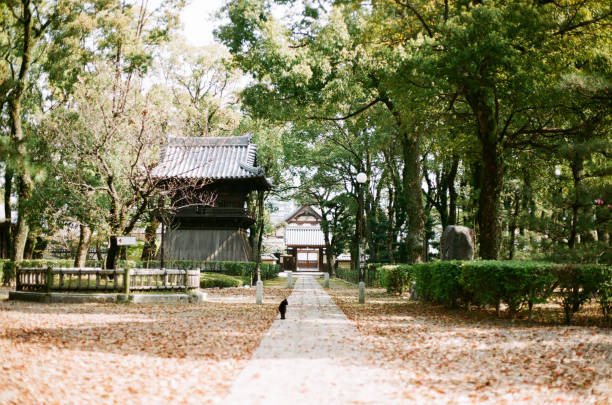Green trees and a black cat in the shrine