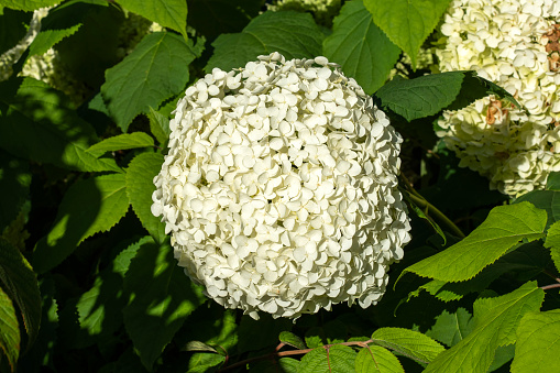Hydrangea arborescens 'Annabelle' a summer flowering small white shrub commonly known as smooth hydrangea