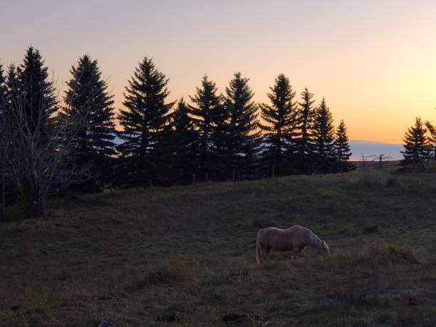 夜明けの馬の放牧 - horse panoramic scenics prairie ストックフォトと画像