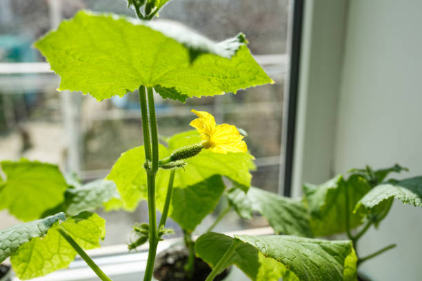 istock cucumbers growing on the windowsill, home greenhouse 1179581929