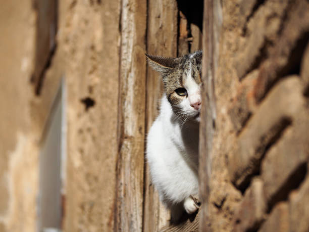 istock Funny Cat playing hide and seek behind the window 1179582118