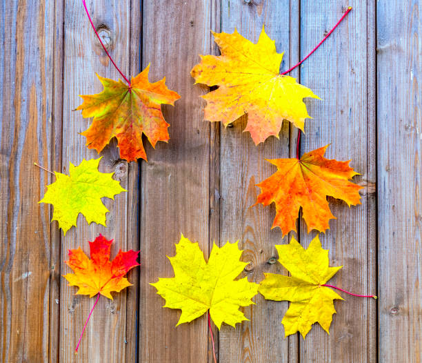 istock Autumn composition with maple leaves on wooden background 1179582138