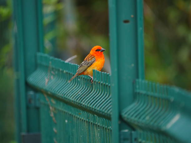 istock Red Scarlet bird perching on green fence 1179582278