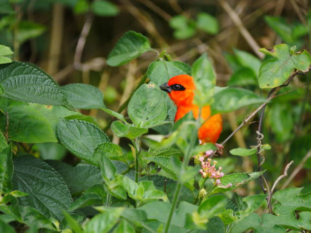 istock Red tropical bird in natural habitat 1179582445