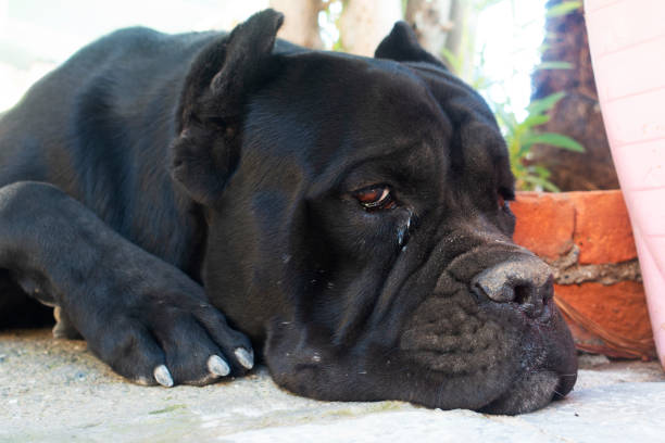 istock Cute Black dog laying on path 1179583411