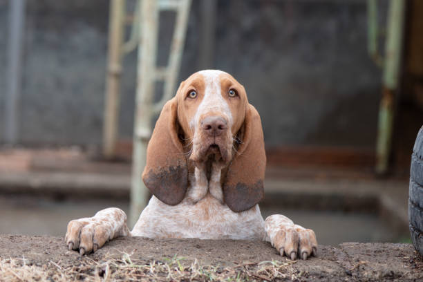 Italian Pointer Puppies with funny expressions, standing with their paws on a wall
