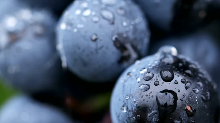 Close-up of berries of blue grapes after rain