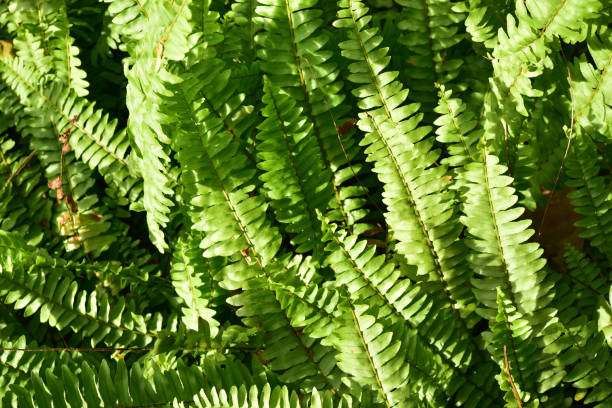 istock Green leaves Ferns on black background . 1179585137