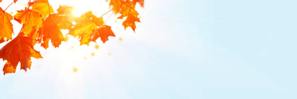 istock Banner 3:1. Orange maple leaves on tree against blue sky. Autumn fall background. Colorful foliage. 1179588391