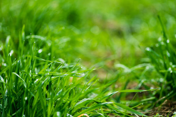 istock Nature background. Fresh green grass with water drops after rain. Selective focus. 1179588464