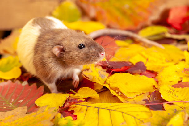Rat sitting on colorful autumn leaves