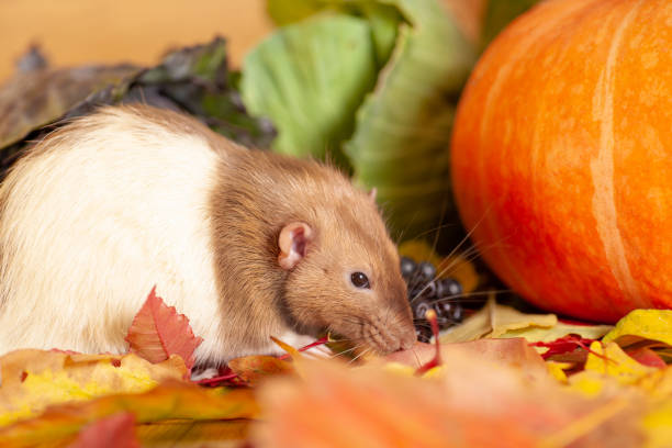 istock Rat sitting on colorful autumn leaves 1179588724
