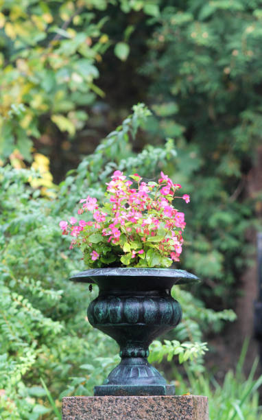 istock City flowers 1179589531