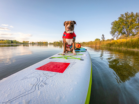 Pit bull terrier dog in a life jacket on an inflatable stand up paddleboard, fall  in northern Colorado, travel and vacation with your pet  concept