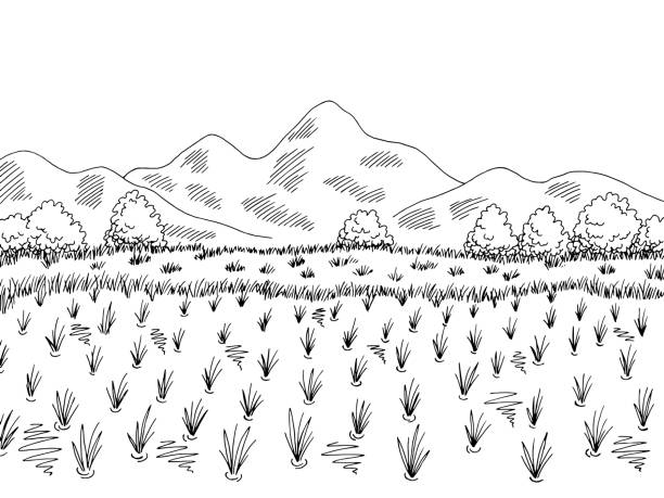 Rice Field Graphic Black White Landscape Sketch Illustration Vector Stock  Illustration - Download Image Now - iStock
