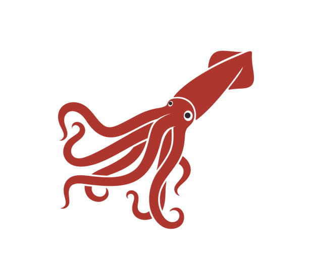 Squid logo. Isolated squid on white background EPS 10. Vector illustration squid stock illustrations