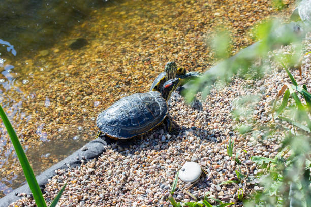 istock Turtles Red Eared Terrapin Trachemys scripta elegans bask in the sun at the edge of the shore 1179591428