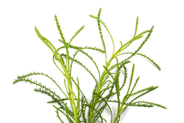 Santolina viridis Santolina viridis ( Olive herb ) isolated on white santolina rosmarinifolia stock pictures, royalty-free photos & images