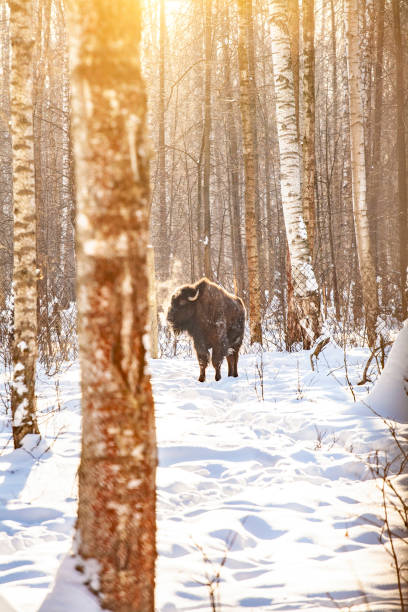 bison - yellowstone national park wyoming american culture landscape imagens e fotografias de stock