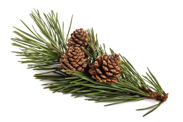 mugo pine mugo pine branch  with cones isolated on white dwarf pine trees stock pictures, royalty-free photos & images