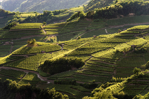 Terraced fields with vineyards at summer - Trentino Italy Terraced fields with green vineyards at summer, Italian Alps, Trento Province, Trentino Alto Adige, Italy, Europe trentino south tyrol stock pictures, royalty-free photos & images