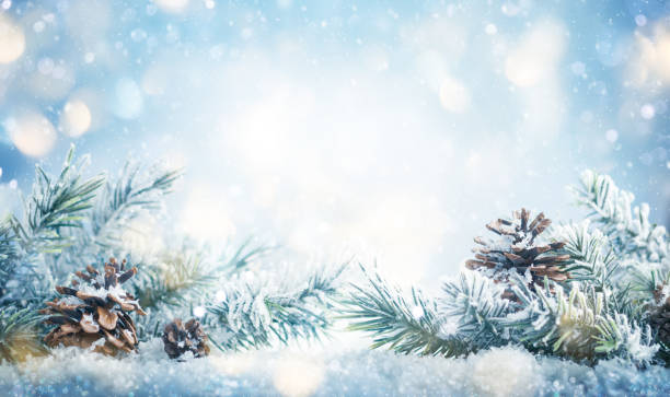 クリスマスと冬のコンセプト。 - christmas pine forest fir tree ストックフォトと画像