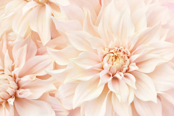 istock Summer blossoming delicate dahlias flowers 1179594458