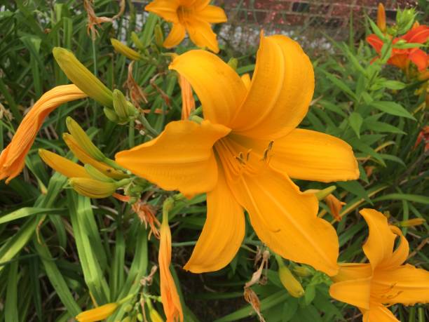 istock Yellow Hybrid Daylily 1179594503