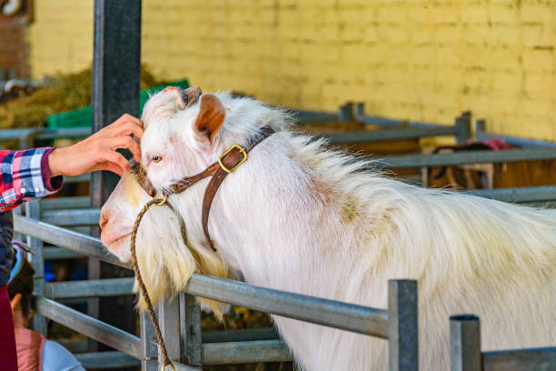 istock Goat, Rural Exhibition, Montevideo, Uruguay 1179594710