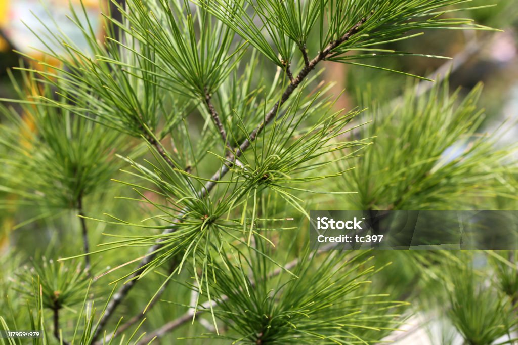 Pinus Morrisonicola Hayata Pinus Morrisonicola Hayata from Taiwan Pine Tree Stock Photo