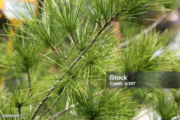 Pinus Morrisonicola Hayata Stock Photo - Download Image Now - Pine Tree, Taiwan, Hong Kong