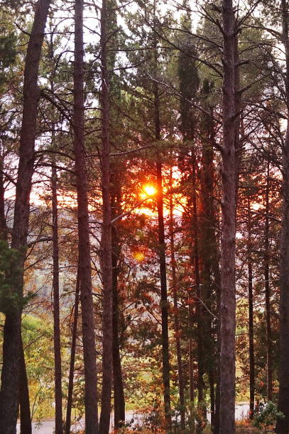 istock Sunset in the woods in southern Umbria 1179595571
