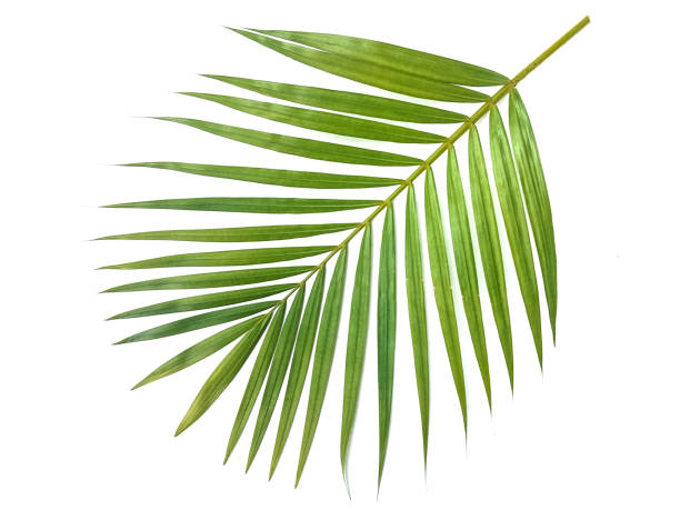 istock Beautiful green leaves 1179596186