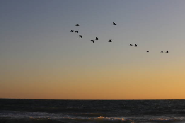 istock Flock of Birds 1179596401