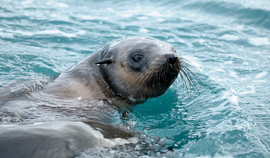 Fur seals of Seal rock, Philip Island, Victoria, Australia.
