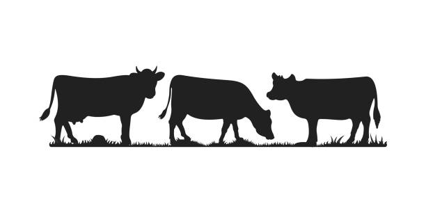 illustrazioni stock, clip art, cartoni animati e icone di tendenza di mucche in diverse pose set vettoriale. sagome d'erba. mucca che pascola sul prato. - farm animal cartoon cow