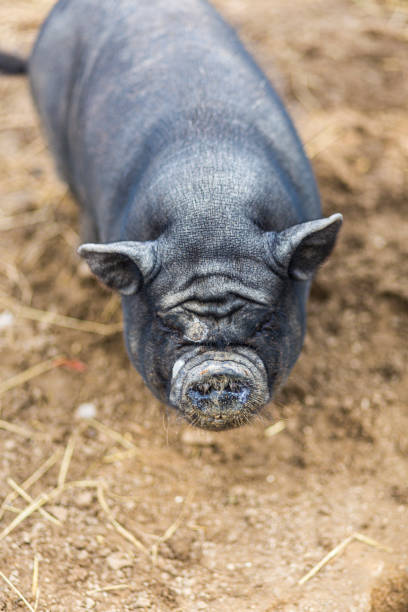 istock Cute black little piggy face portrait 1179599261
