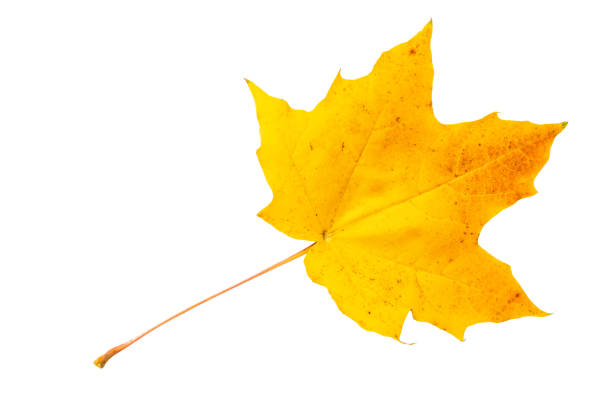 istock Autumn leaf of maple tree isolated on a white background 1179599445