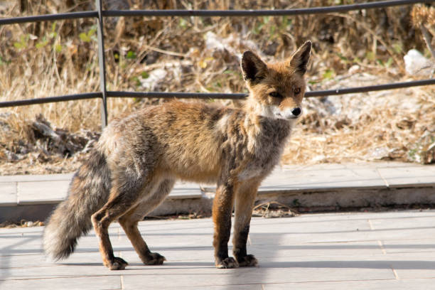 istock Red fox. Torcal de Antequera. Spain 1179599479