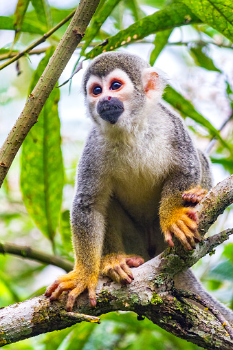 Stock photograph of an Ecuadorian squirrel monkey sitting on a tree branch