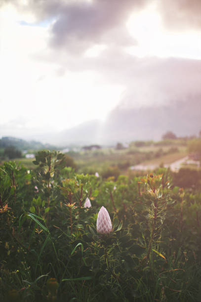 Cape Winelands Dramatic Morning with a field of proteas lens flare The Cape Winelands on a Dramatic Morning with proteas with clouds in the Banhoek Valley outside Stellenbosch close to Cape Town fynbos photos stock pictures, royalty-free photos & images