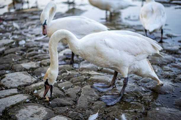 White swans having some bread crumbs on the river bank.