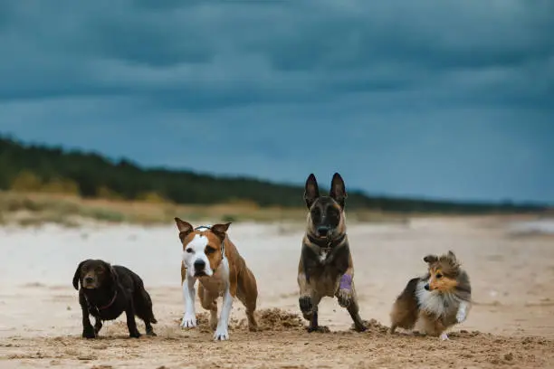 Photo of Labrador mix, American Staffordshire terrier, Amstaff, Belgian Malinois, Belgian shepherd and Shetland sheepdog run