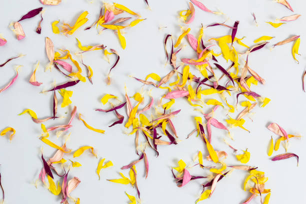 istock Dry multicolored flower petals scattered on a gray background 1179600746