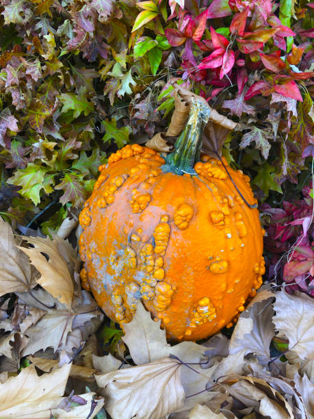 istock Pumkin on leaves 1179601260