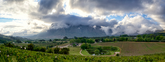 The Cape Winelands on a Dramatic Morning with a field of proteas with clouds in the Banhoek Valley outside Stellenbosch close to Cape Town Panoramic
