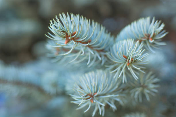 istock Branches of blue fir tree 1179602822