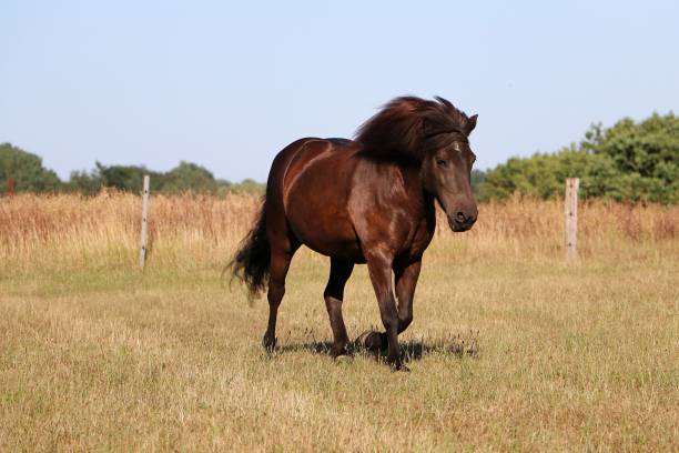 istock Iceland pony runs in a fenced spout 1179603212