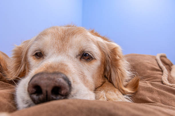 un perro mayor tumbado en una cama de perro en su casa mirando a la cámara - golden retriever dog retriever waiting fotografías e imágenes de stock